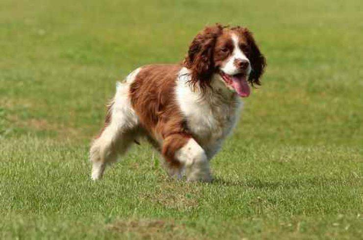 Springer spaniel inglese