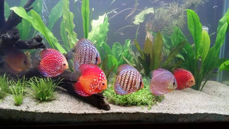discus
