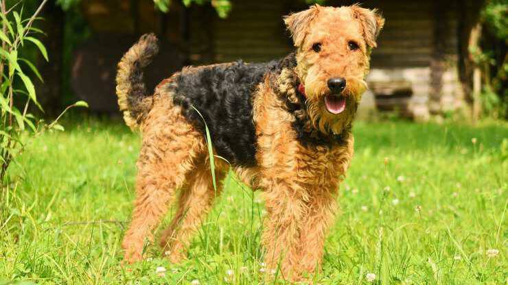 Airedale Terrier sul prato Airedale Terrier