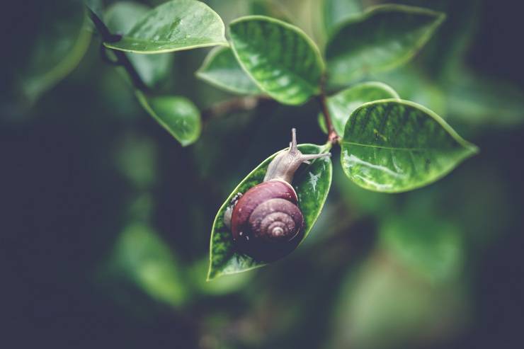 lumaca alimentazione