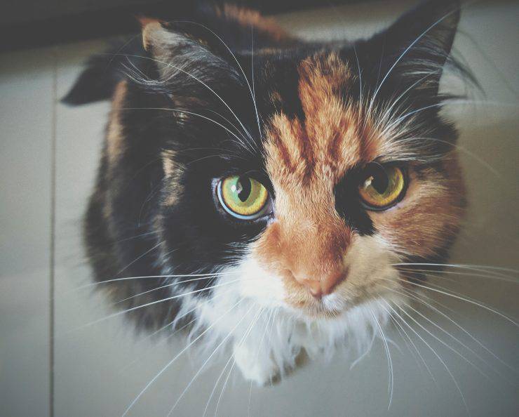Fare foto al gatto
