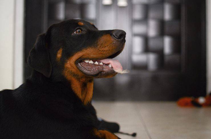 Rottweiler