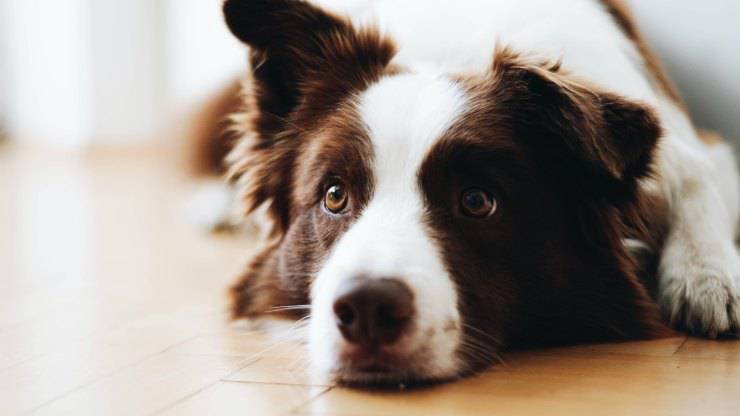 Accudire un cane sterilizzato