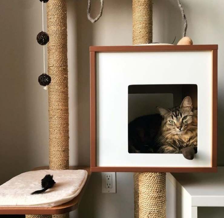 gatto scatole