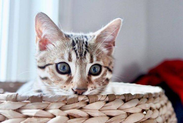 micio
