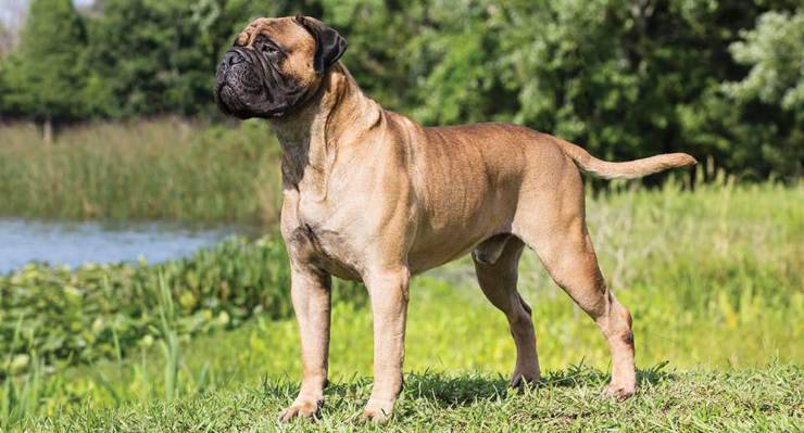 Blumastiff