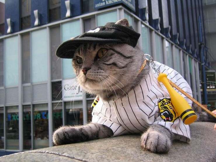 Vestire il gatto