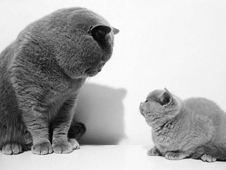 Gatto British Shorthair