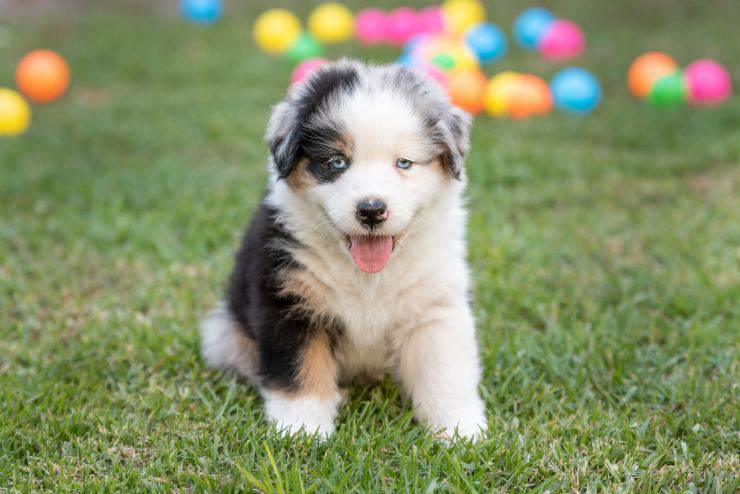 razze di cani più intelligenti