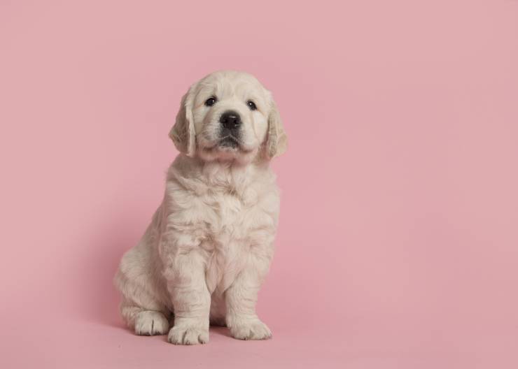 Il cucciolo trattiene la pipì: per quanto tempo