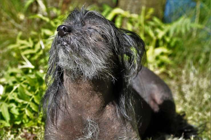 cane al sole