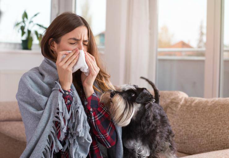 Allergia al cane