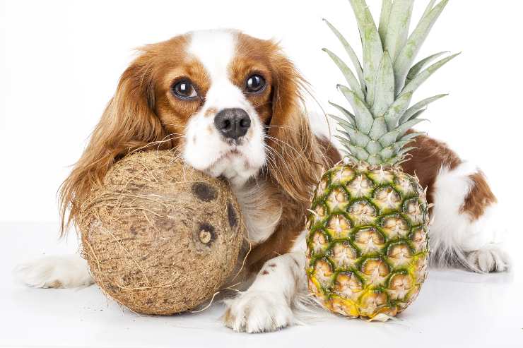 cane con cocco e ananas