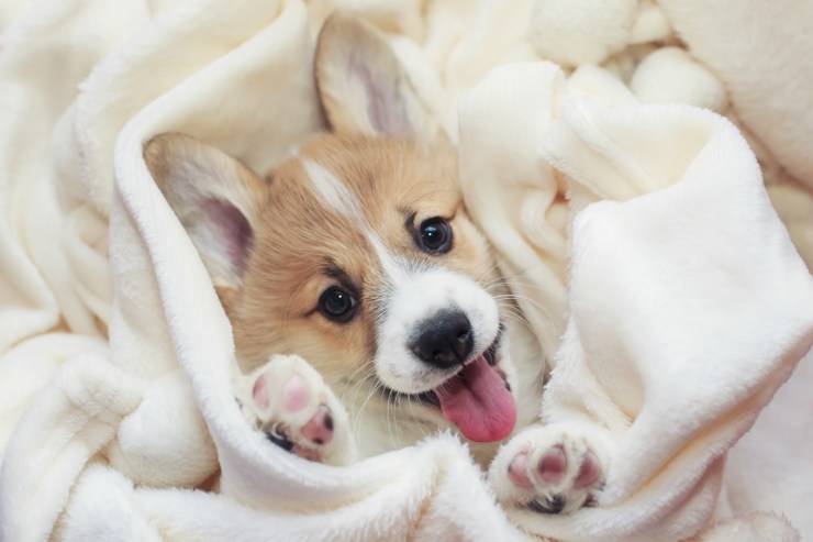 Corgi