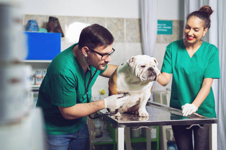 cane dal veterinario