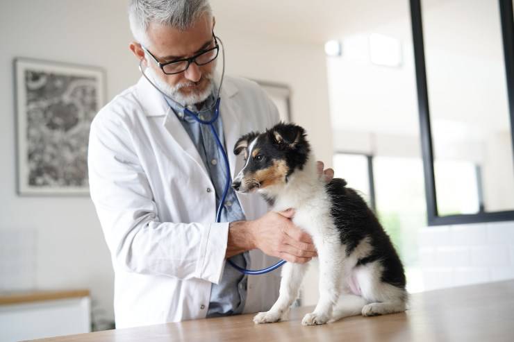 veterinario intossicazione da acqua nel cane
