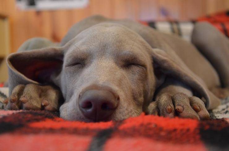 fido dorme