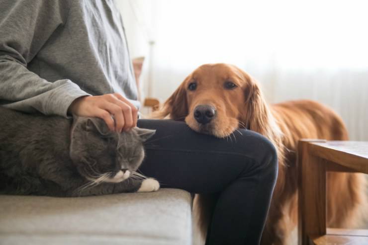 Padroni di cani o di gatti