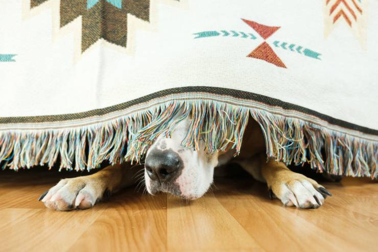Il cane ha paura dei rumori