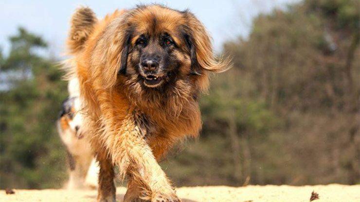 Curiosità sul Leonberger