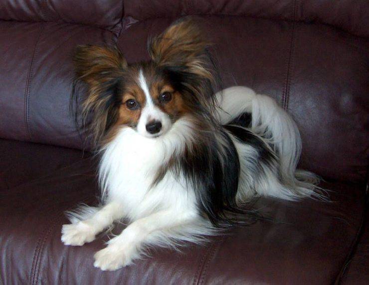cane papillon pinterest