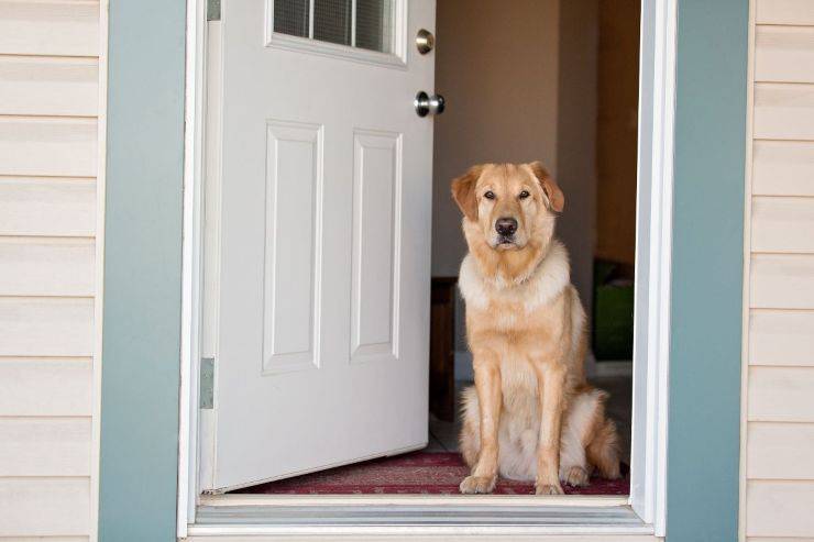cane accoglie ospiti