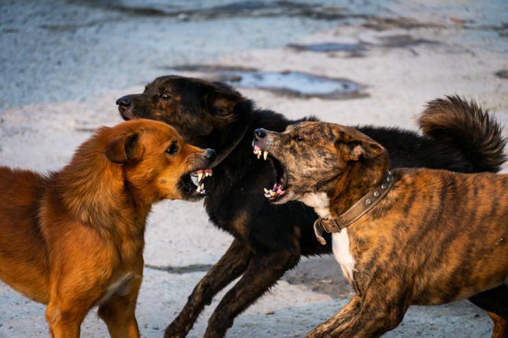 Cani che litigano di più