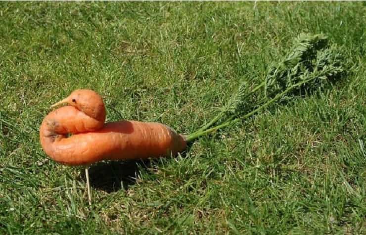 carota pavone