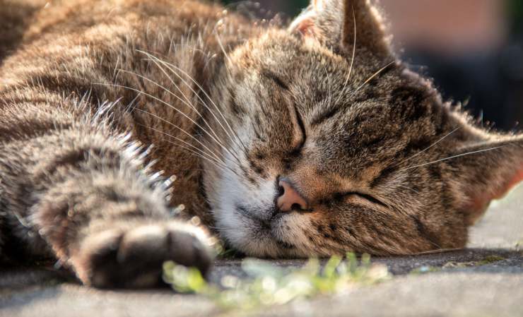 I gatti sognano