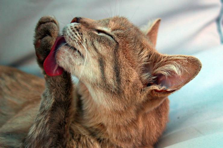 Gatto