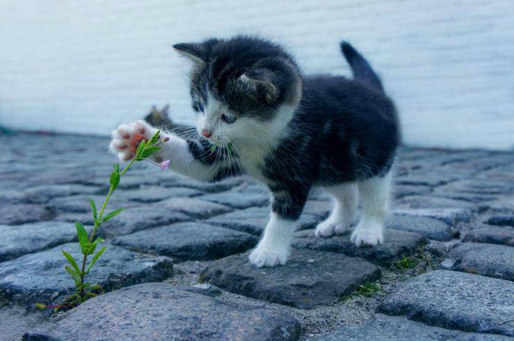 Il gatto non cresce