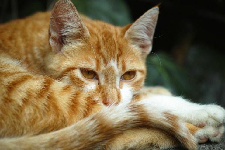 Il gatto si morde la coda