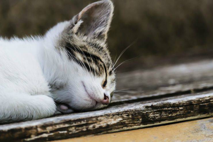 I gatti sognano