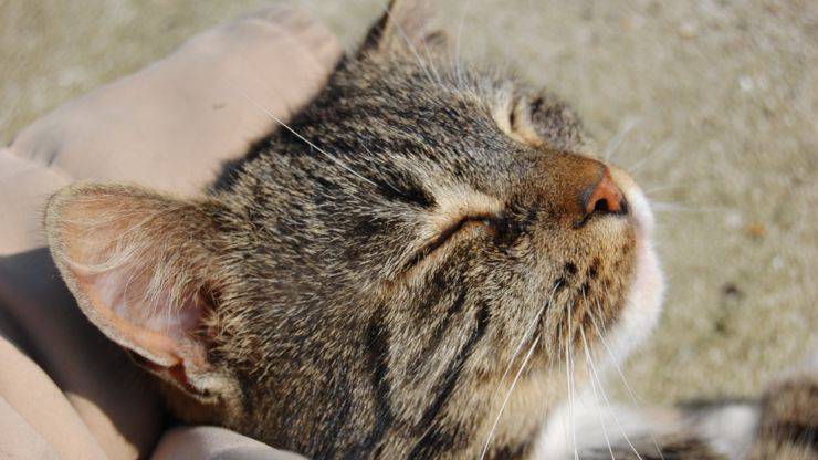 cose che i gatti amano