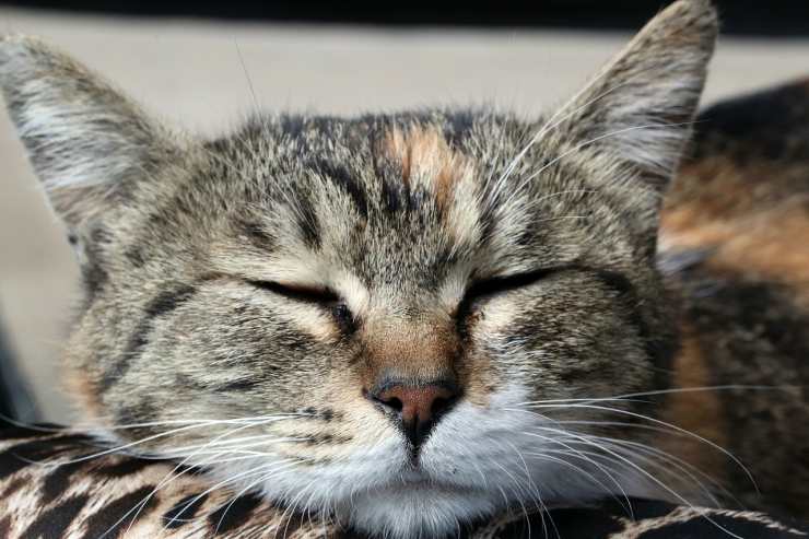 Gatto che dorme