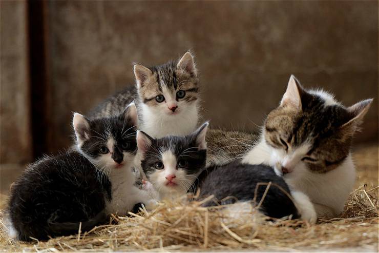 famiglia di gattini