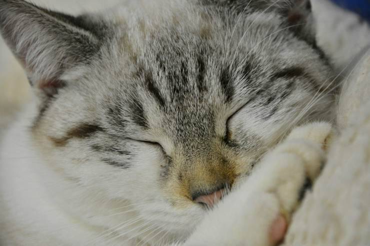 Micio