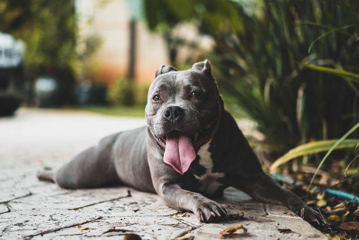 Il comportamento del cane