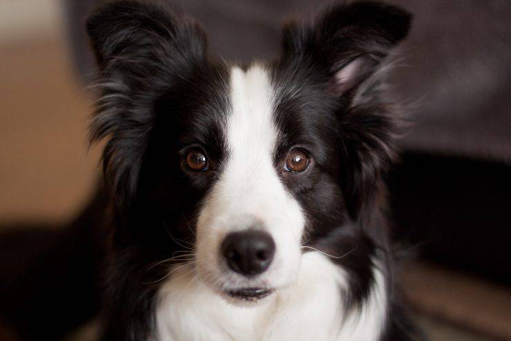 Cane bianco e nero