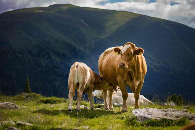 Le mucche in montagna (Foto Pixabay)