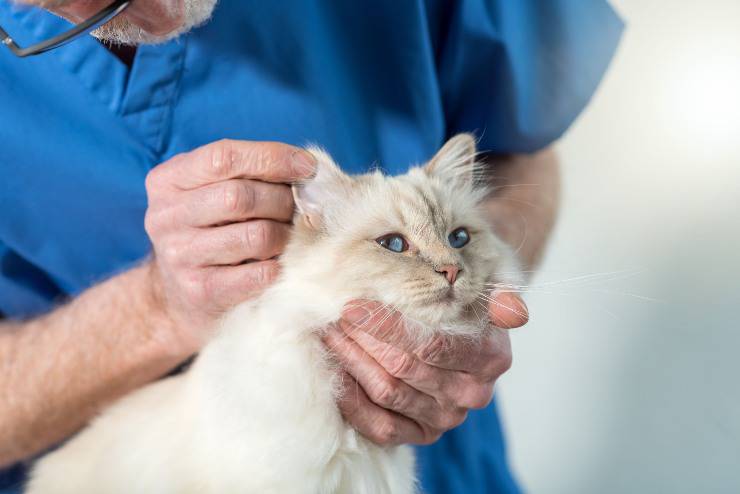 Gatto e veterinario