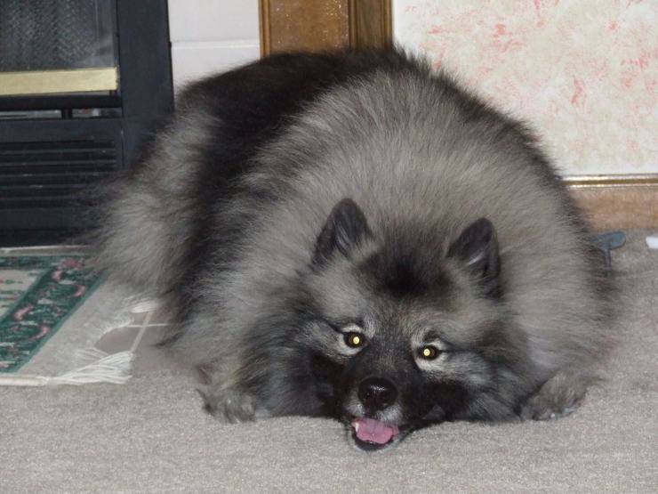 cane Keeshond