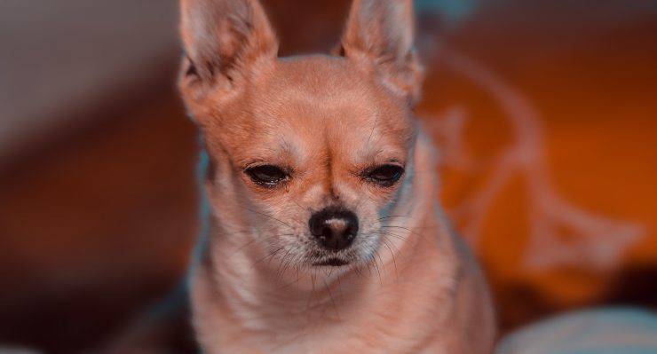 Adottare un chihuahua