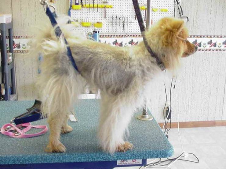 Perchè non si dovrebbe tosare il cane d'estate: pro e contro
