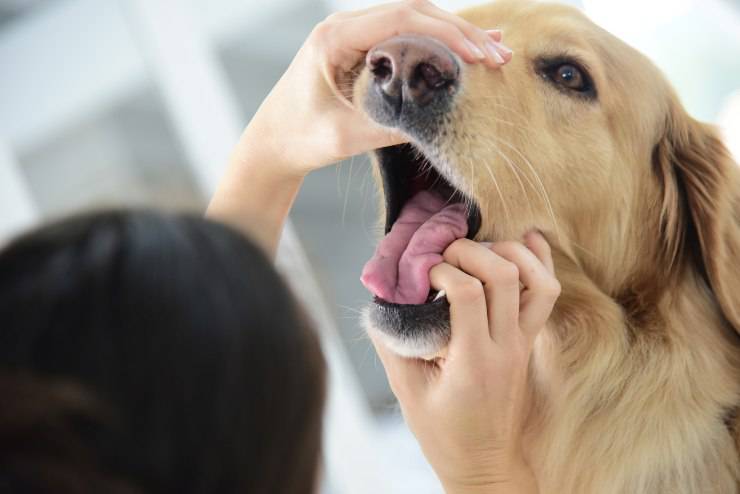 denti cane