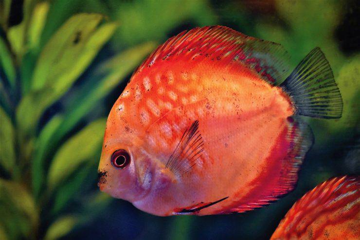 discus