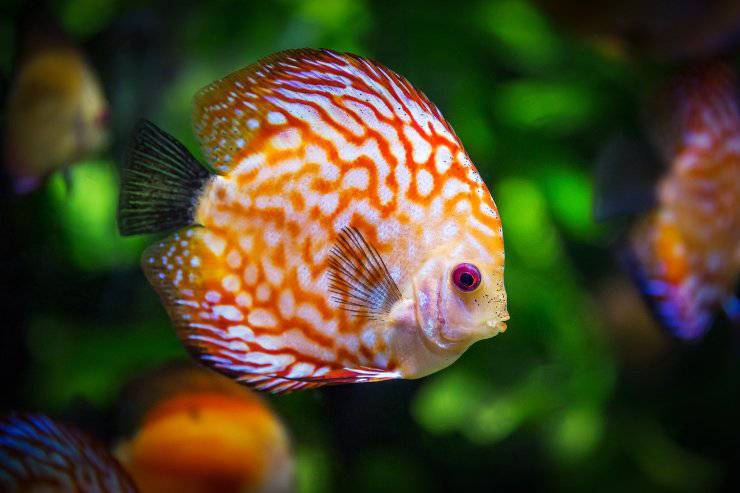 discus