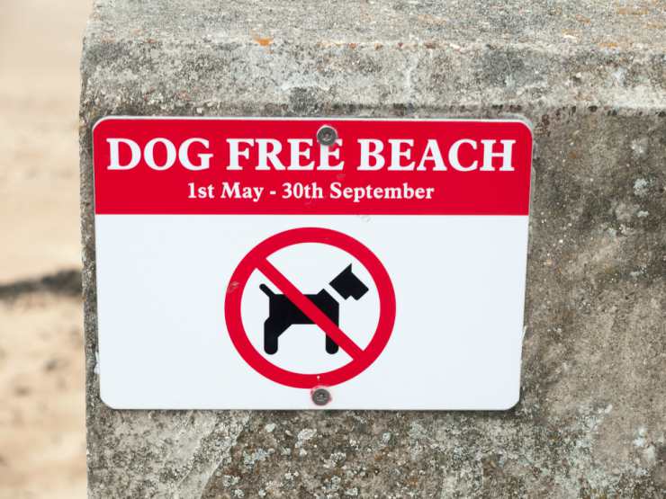 Portare il cane in spiaggia