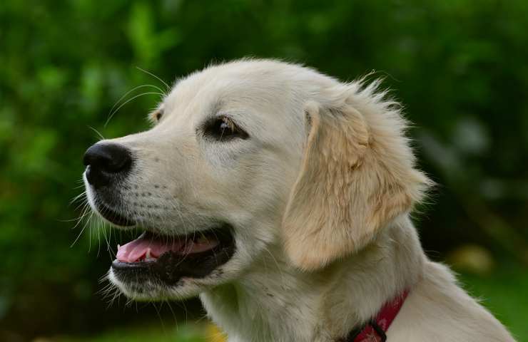 Cane in primo piano (Foto Pixabay)