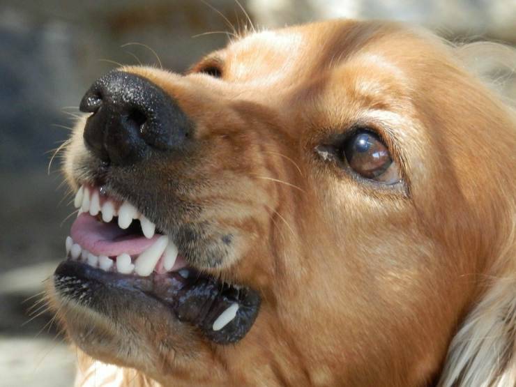 Cane aggressivo